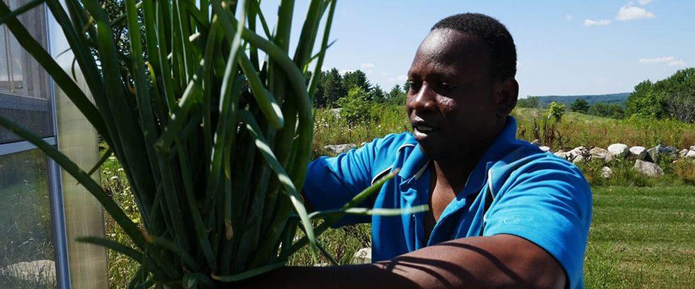 A somali man gathers a crop into a bundle