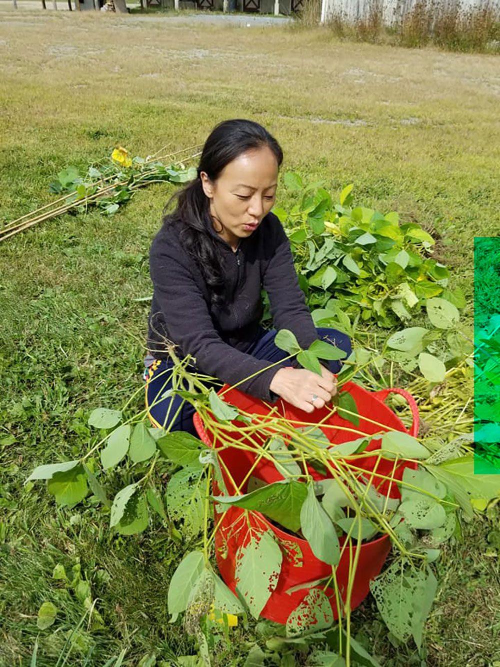 A woman harvests greens from the branch into her red bucket