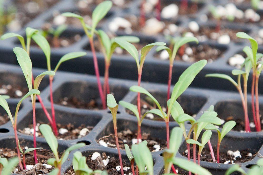 A closeup pic of sprouting plants in a garden container